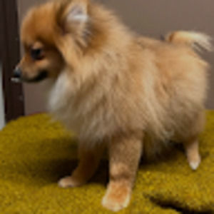 Meet your Posher, Grant